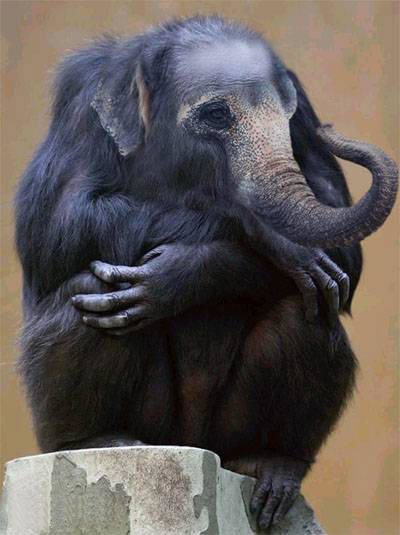 http://a32.idata.over-blog.com/0/01/01/47/test/dr-le-d--animaux/2210.jpg