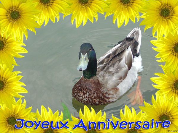 IMAGE(<a href="http://a32.idata.over-blog.com/600x450/1/40/28/92/cartes/anniversaire-canard-encadrement-tournesols-carte-600-02.jpg" rel="nofollow">http://a32.idata.over-blog.com/600x450/1/40/28/92/cartes/anniversaire-canard-encadrement-tournesols-carte-600-02.jpg</a>)